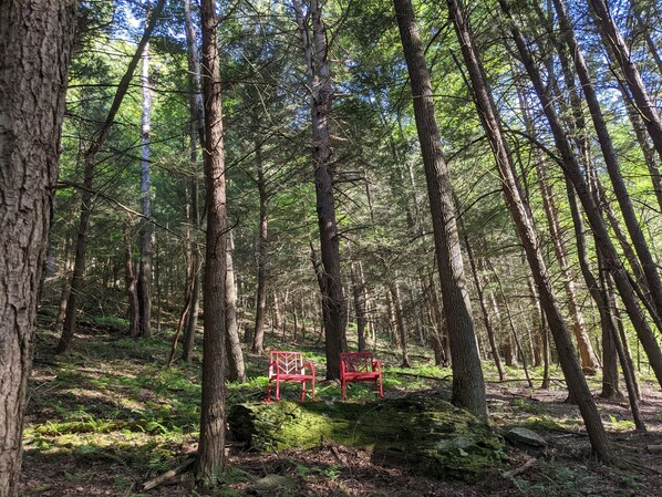 A forest with a red bench and a moss-covered log.