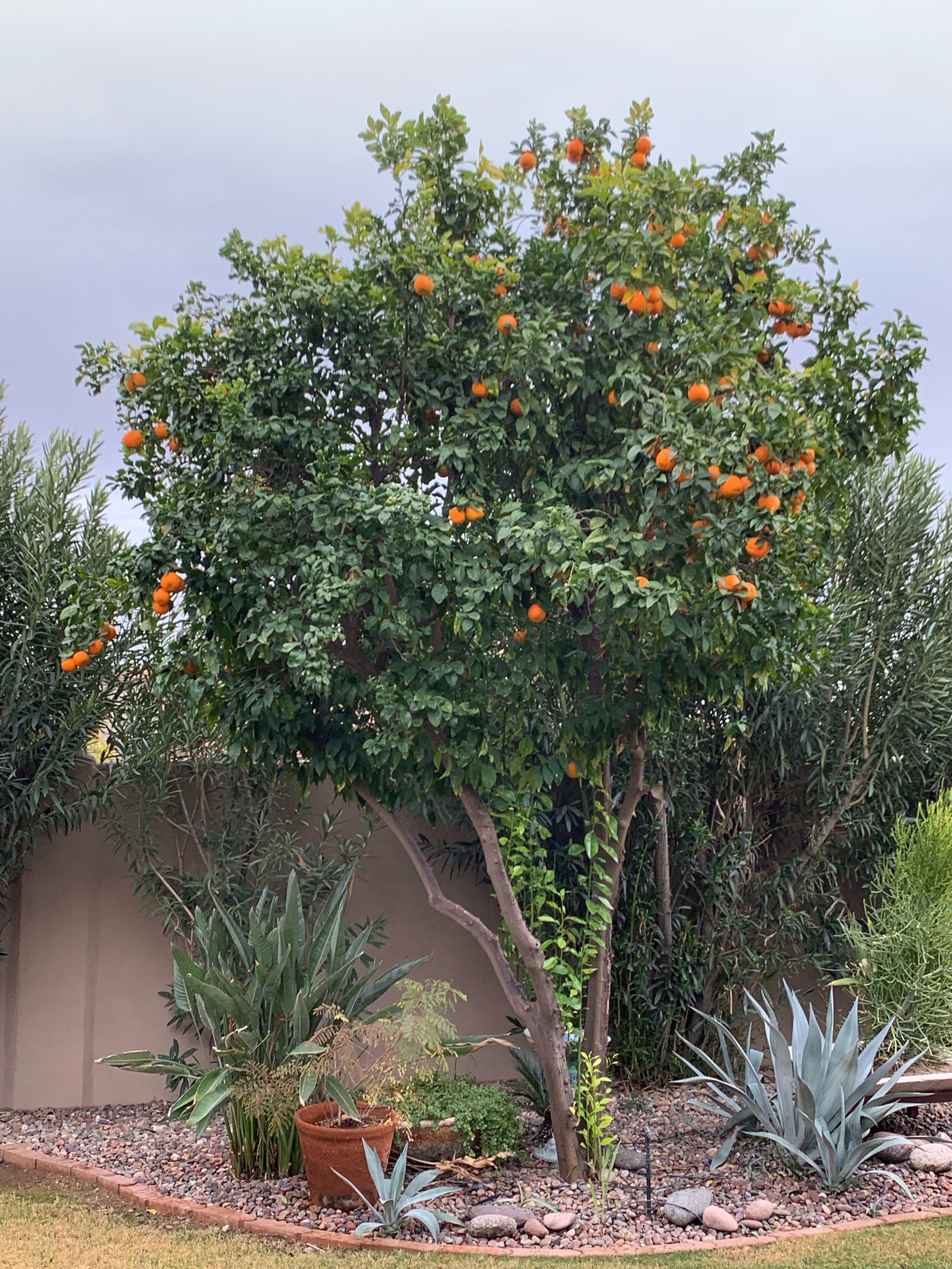 Un jardín con un árbol que da frutos naranjas, rodeado de diversas plantas y una pared al fondo.