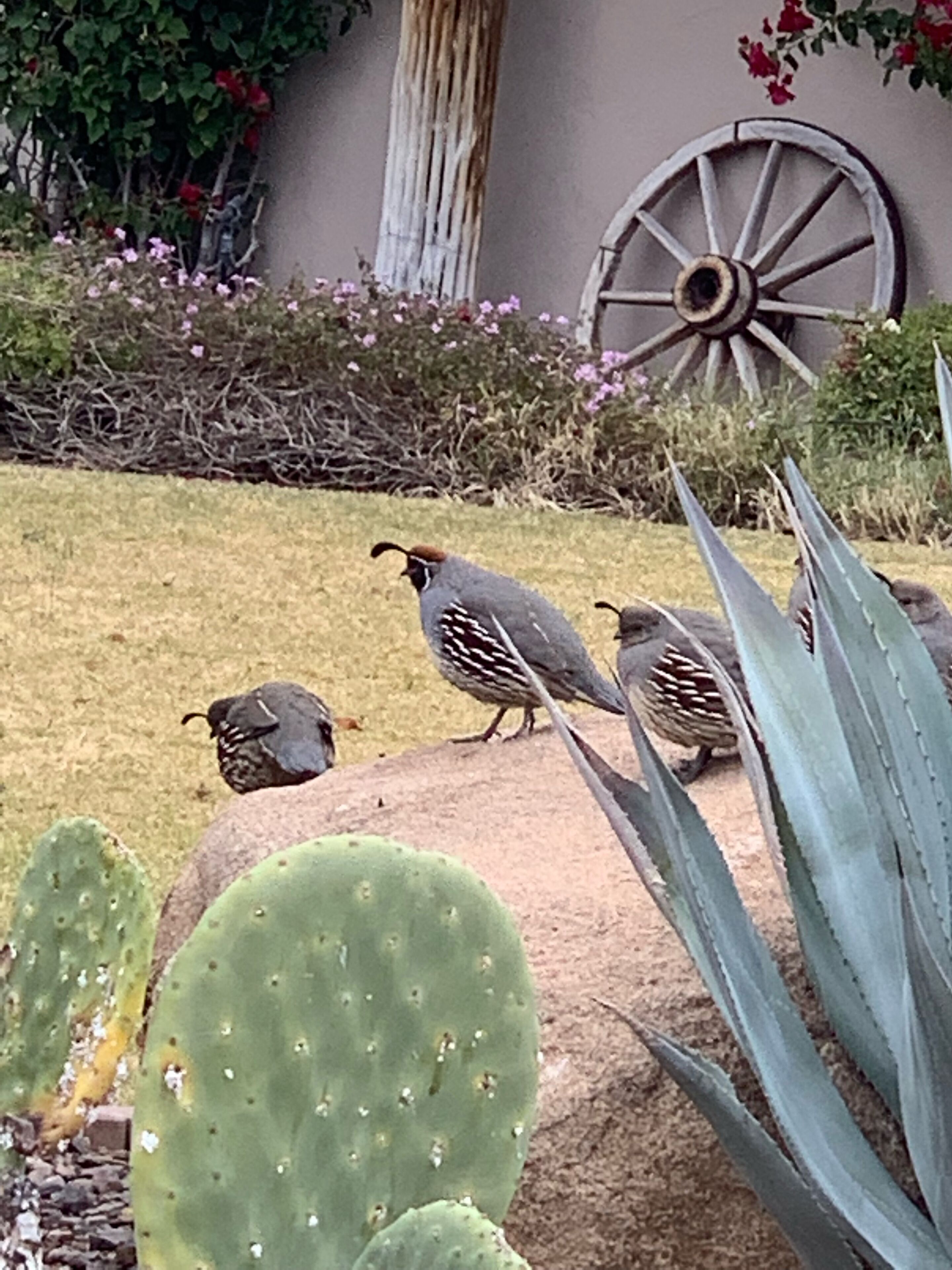 Un jardin de cactus avec trois oiseaux, une roue en bois et des plantes en fleurs.