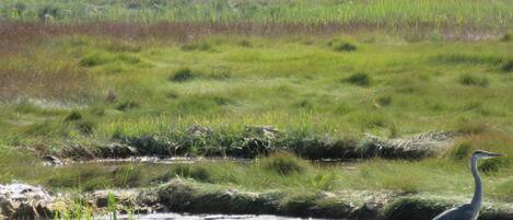 A natural landscape with a water body and a bird.