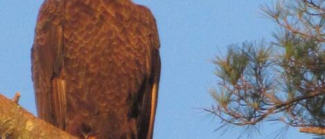 A bald eagle perched on a branch.