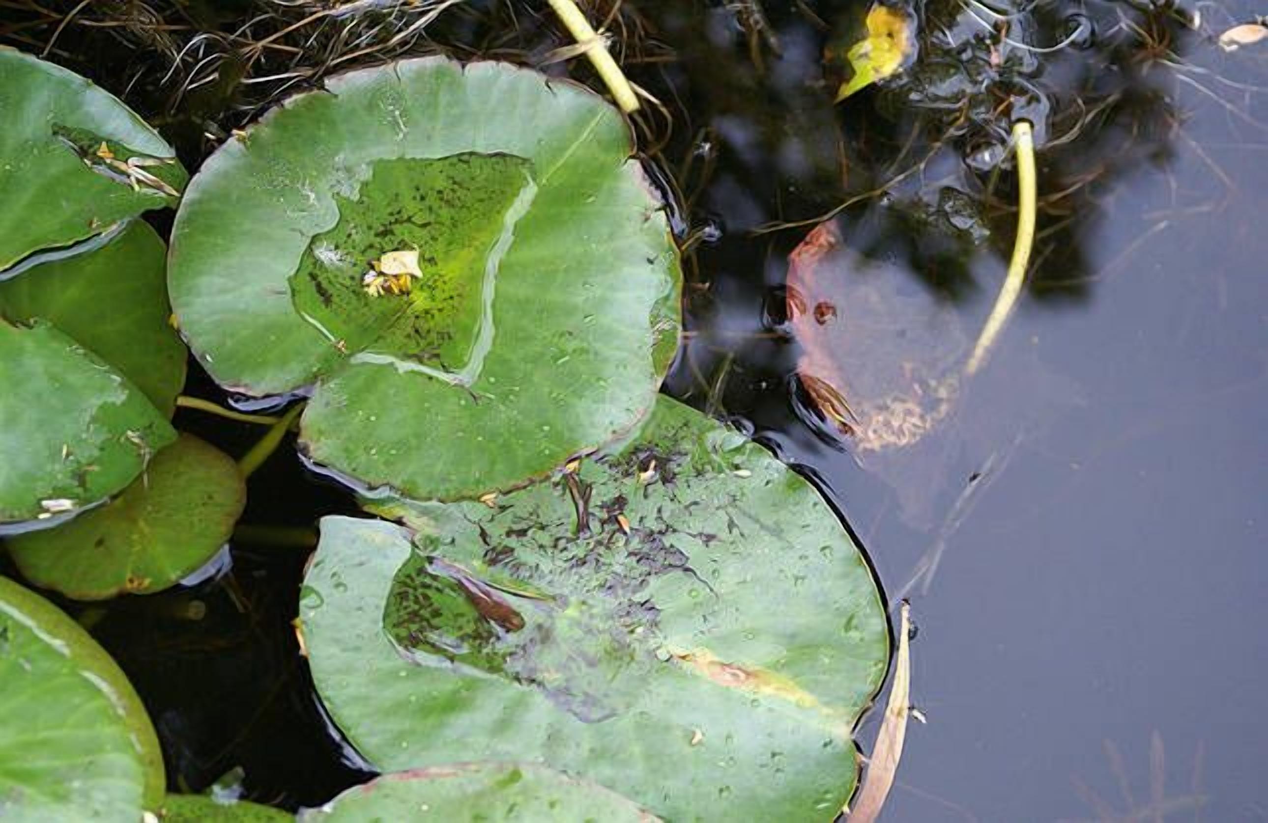 Luxury Spa “Beachfront Moana” — image 19