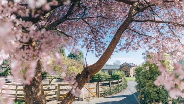 A pathway leading to a building with a fenced garden area and cherry blossoms in the foreground. - Lexington Park Cottage (Cambridge)