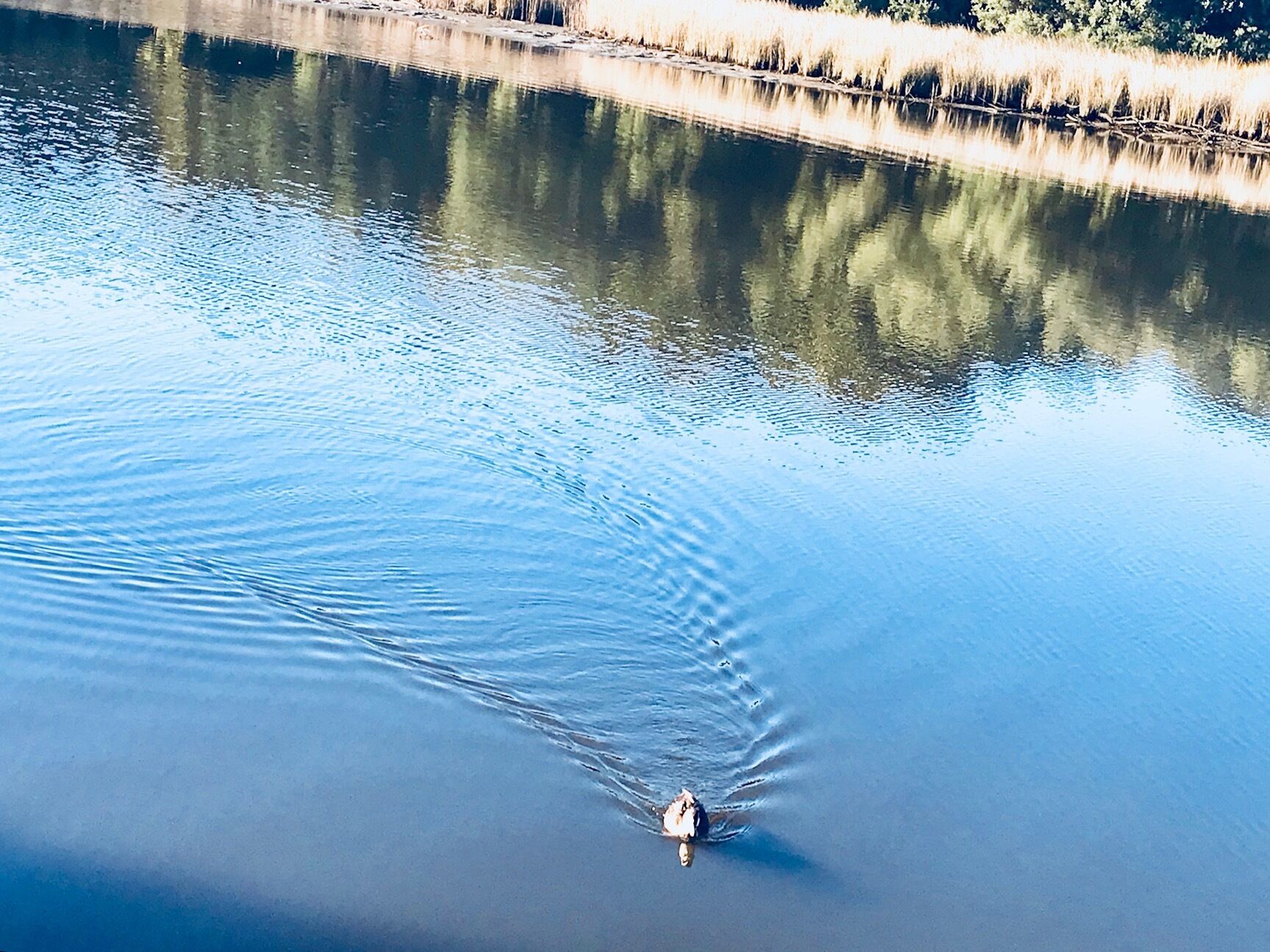 A calm body of water with a single bird swimming.