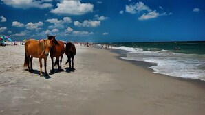 Ein Strand mit Pferden und Menschen.