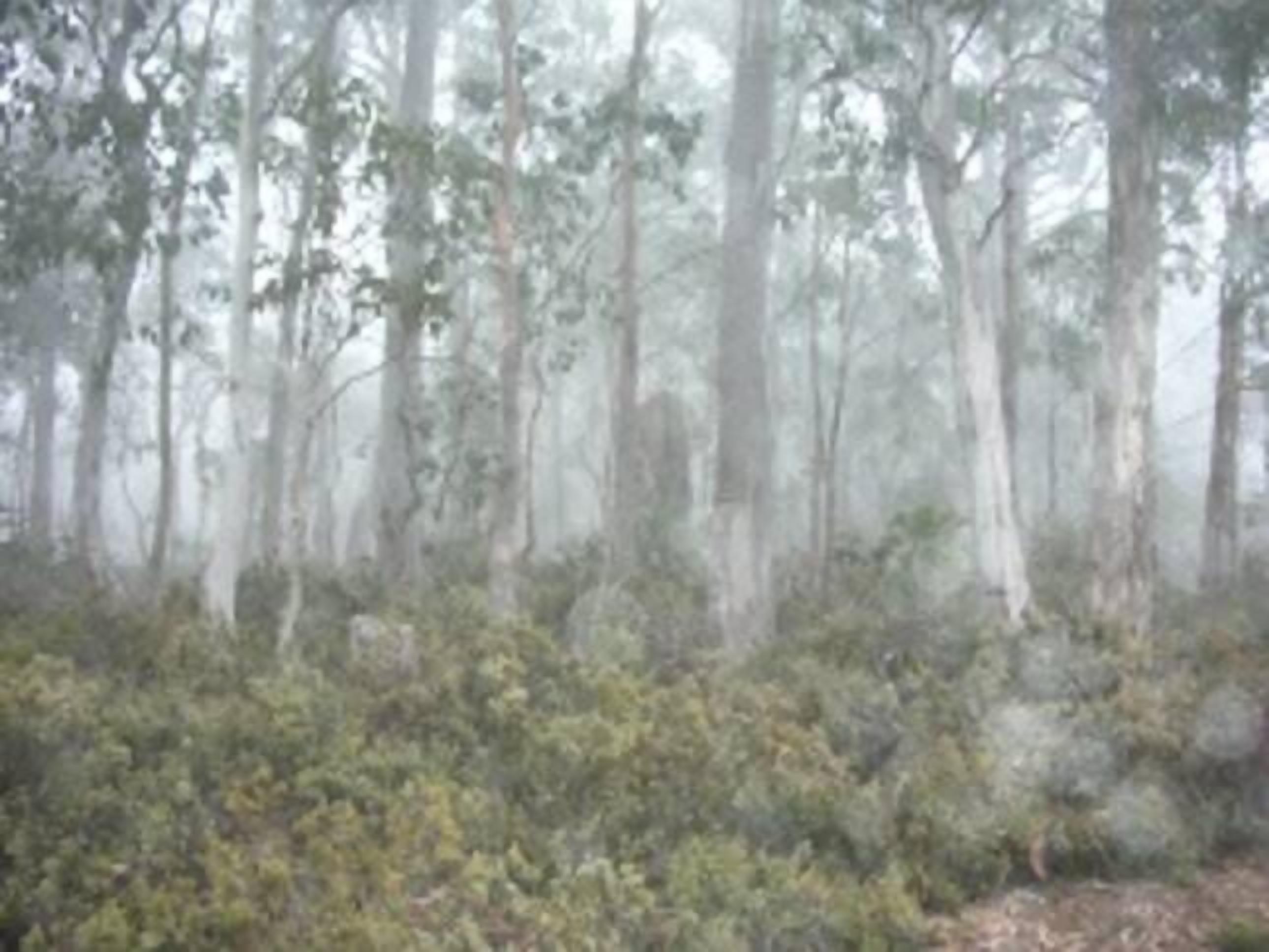 Cradle Cave Cradle Mountain — image 13