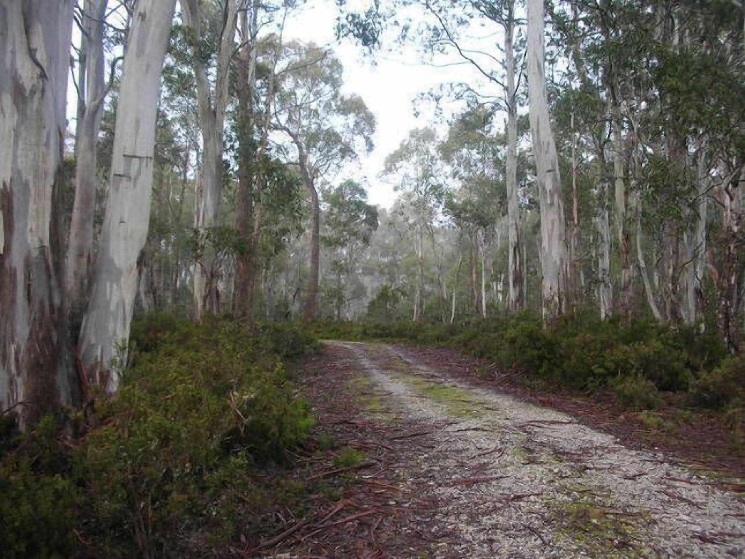 Cradle Cave Cradle Mountain — image 14