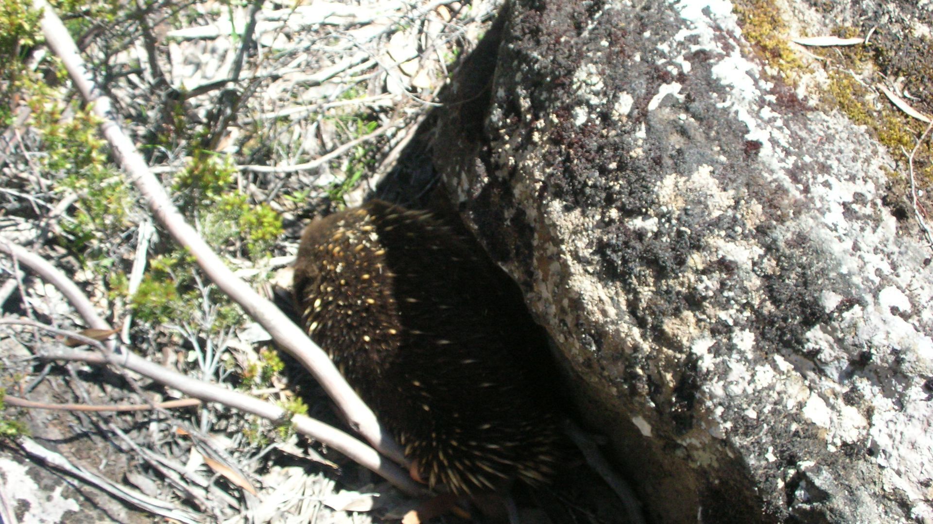 Cradle Cave Cradle Mountain — image 4