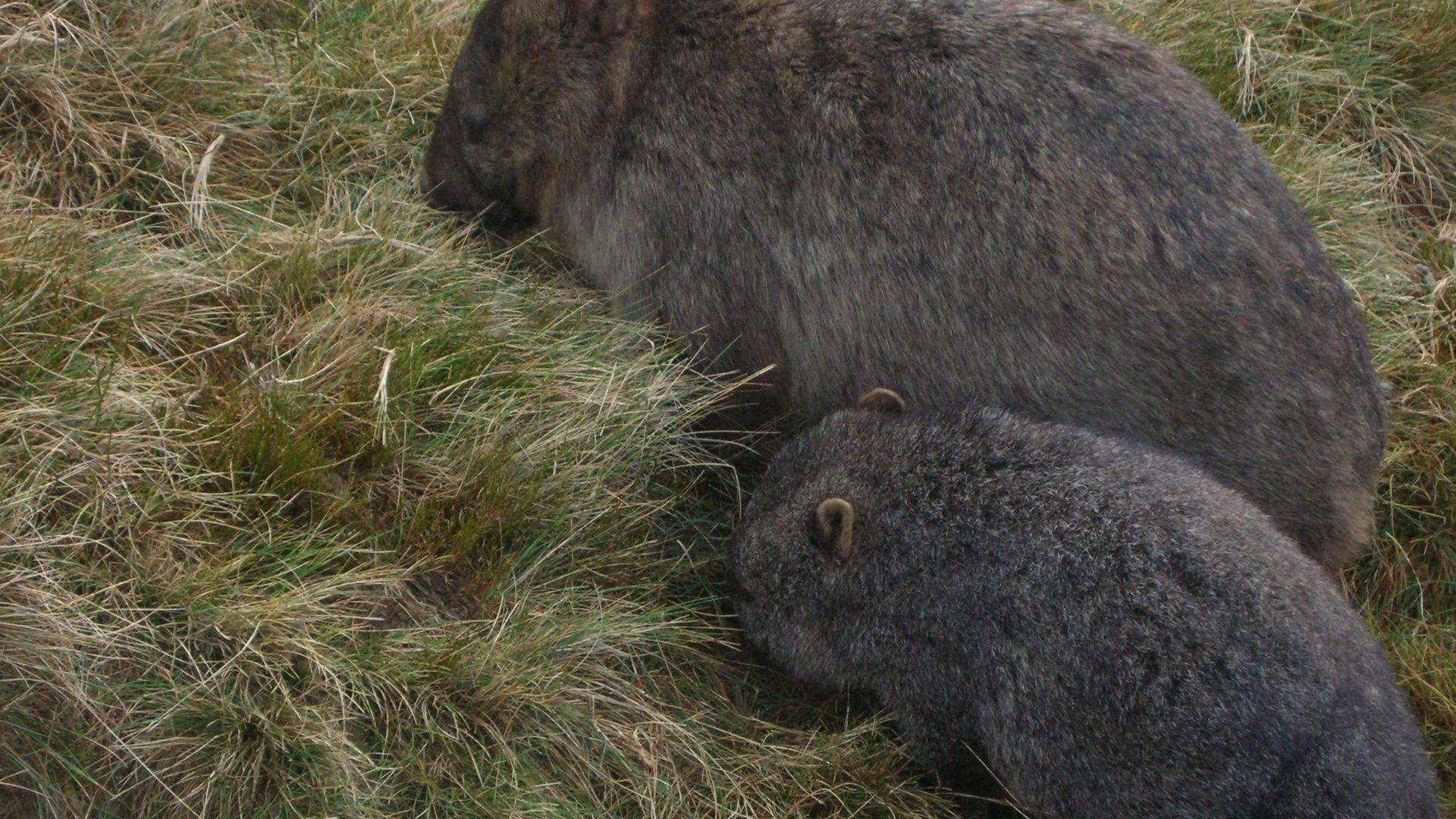Cradle Cave Cradle Mountain — image 17