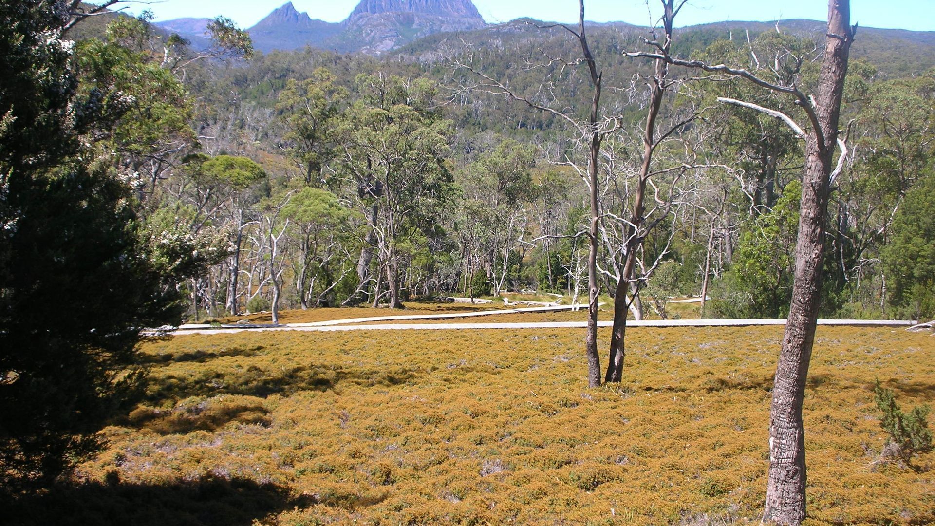 Cradle Cave Cradle Mountain — image 15