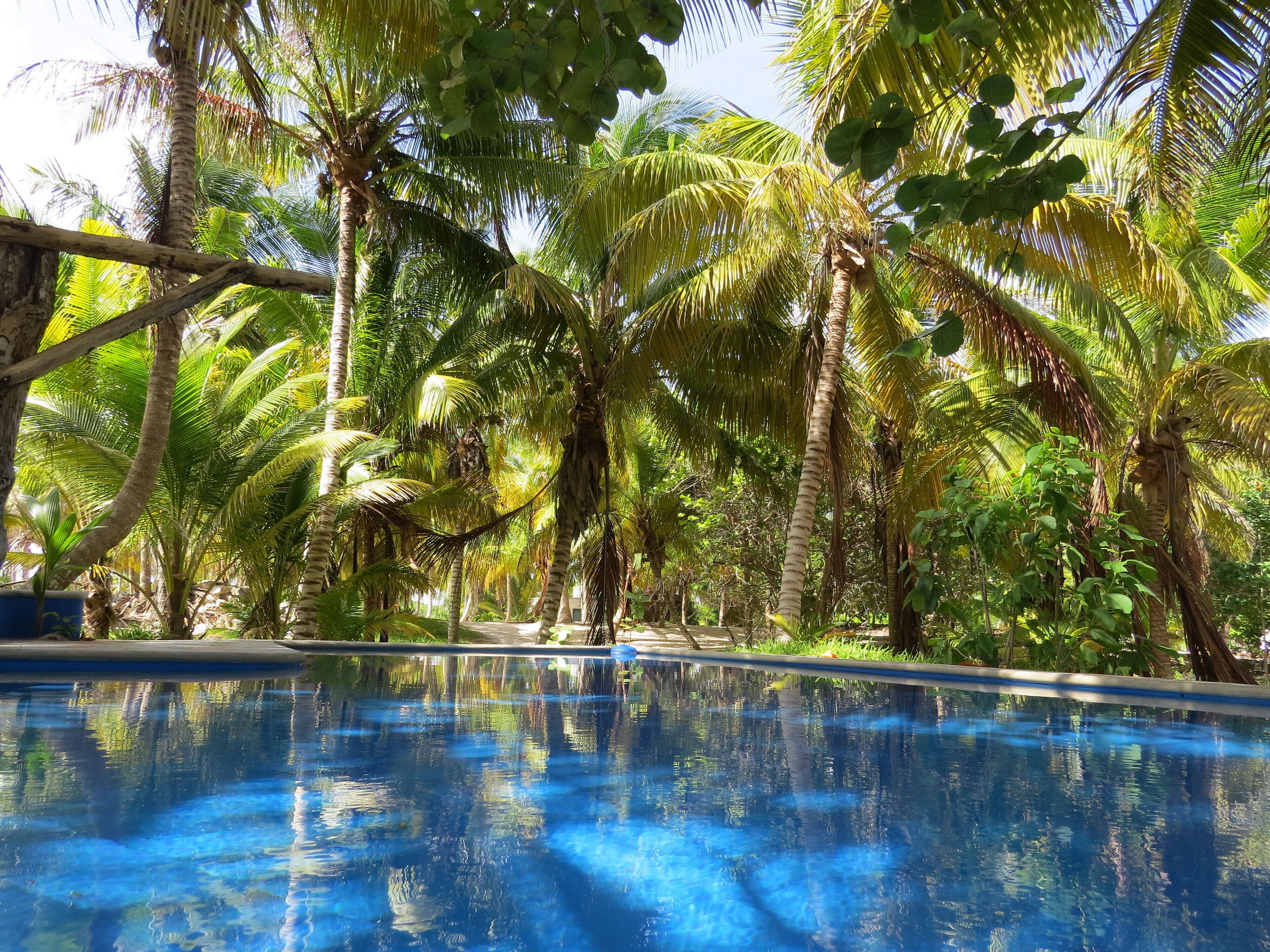 Tropical swimming pool 