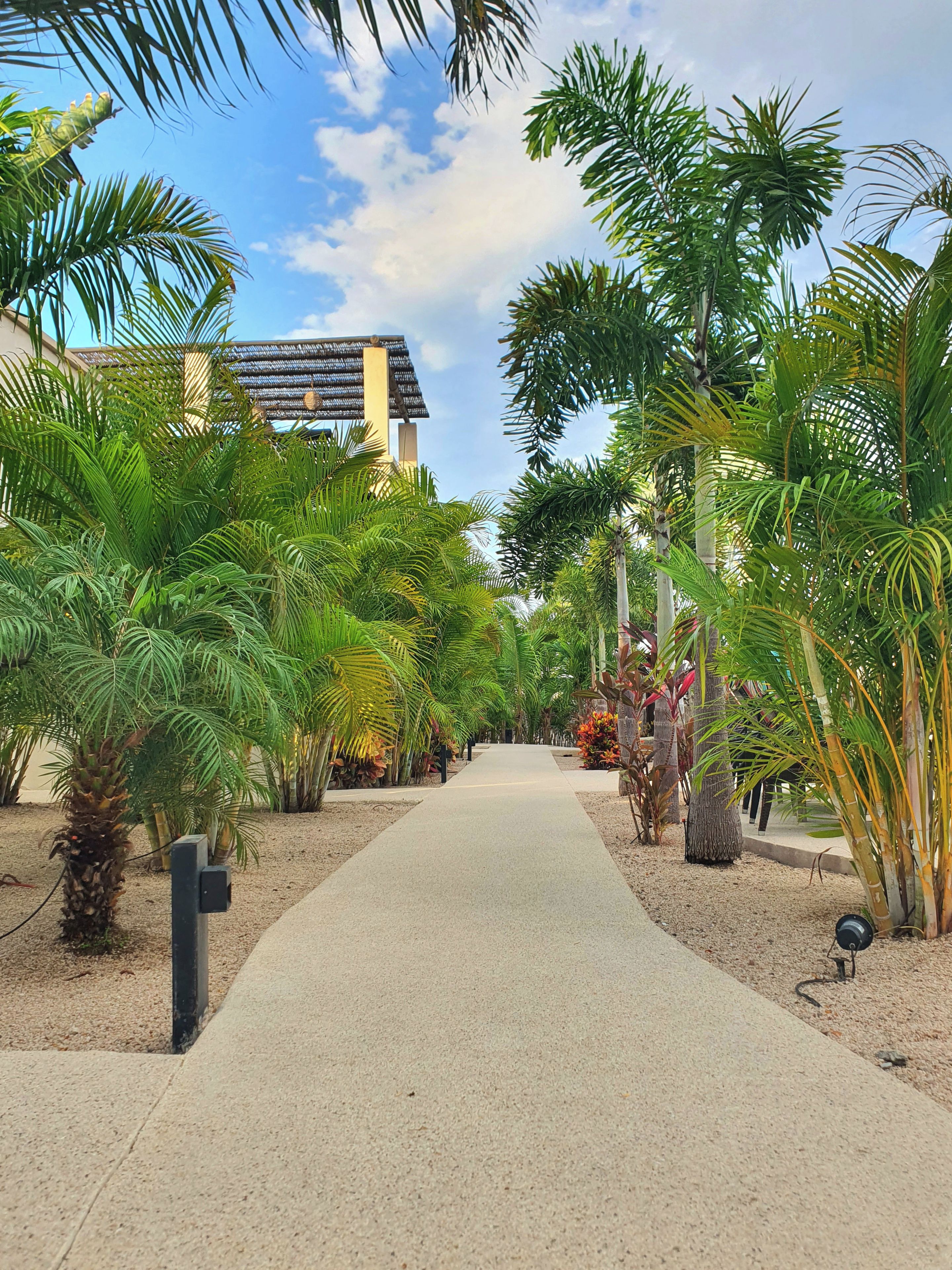 A pathway flanked by lush tropical plants leading to a building with a sloped roof.