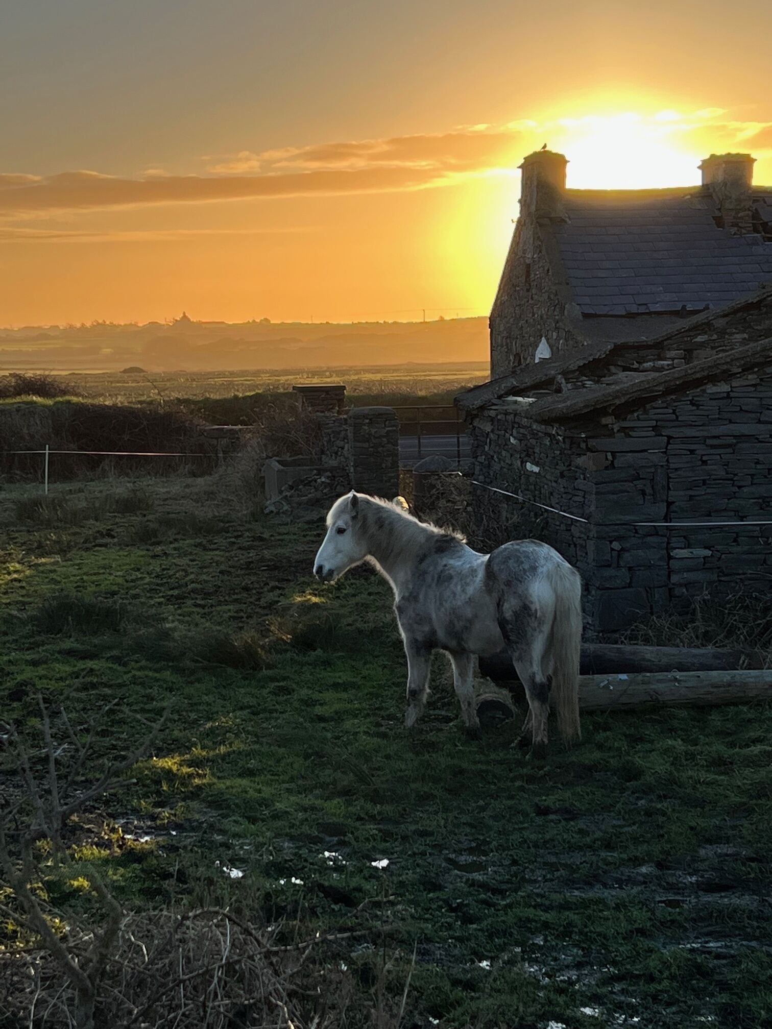 Smokey at sunrise. 