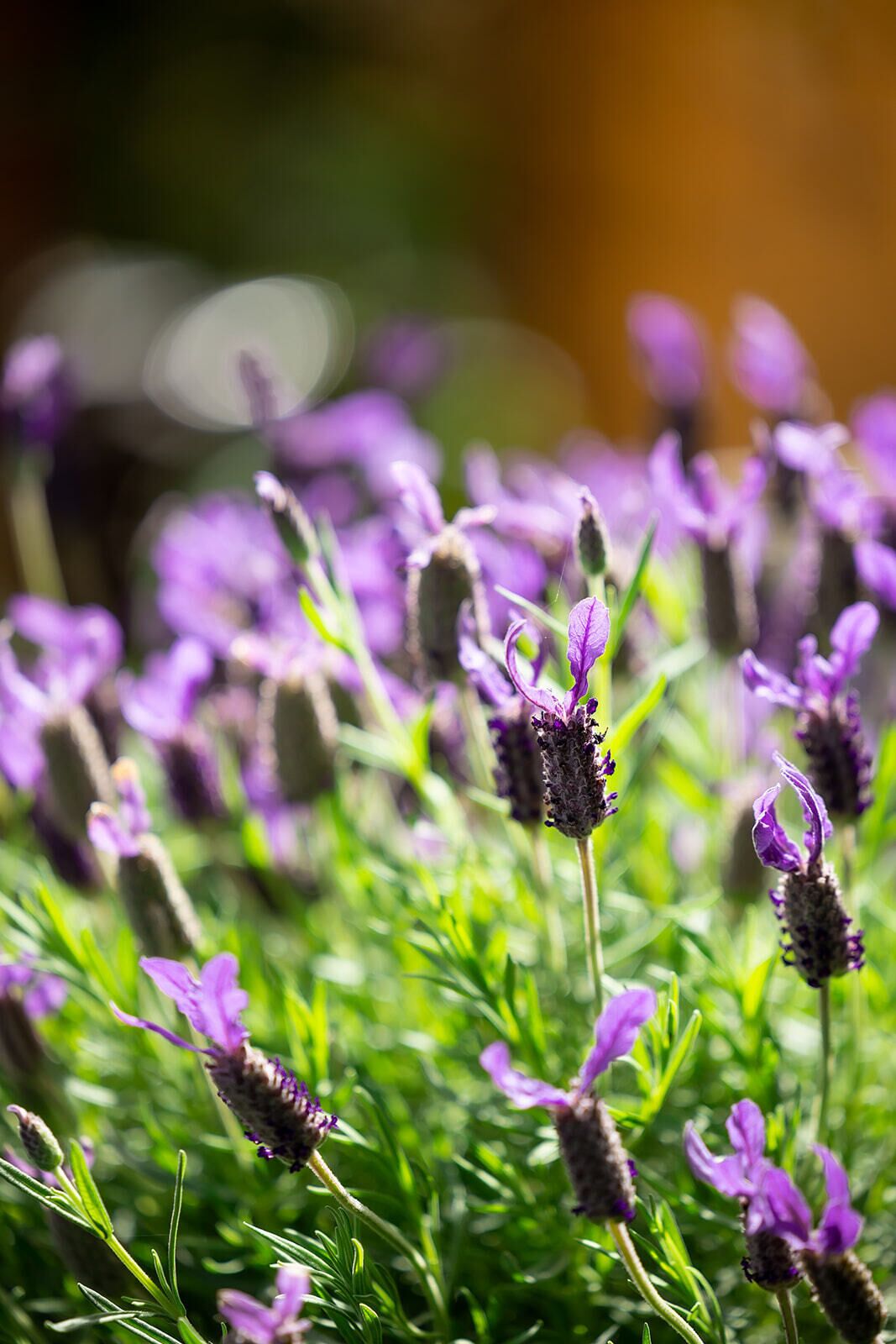 Romantic Honeymoon Getaway — image 12