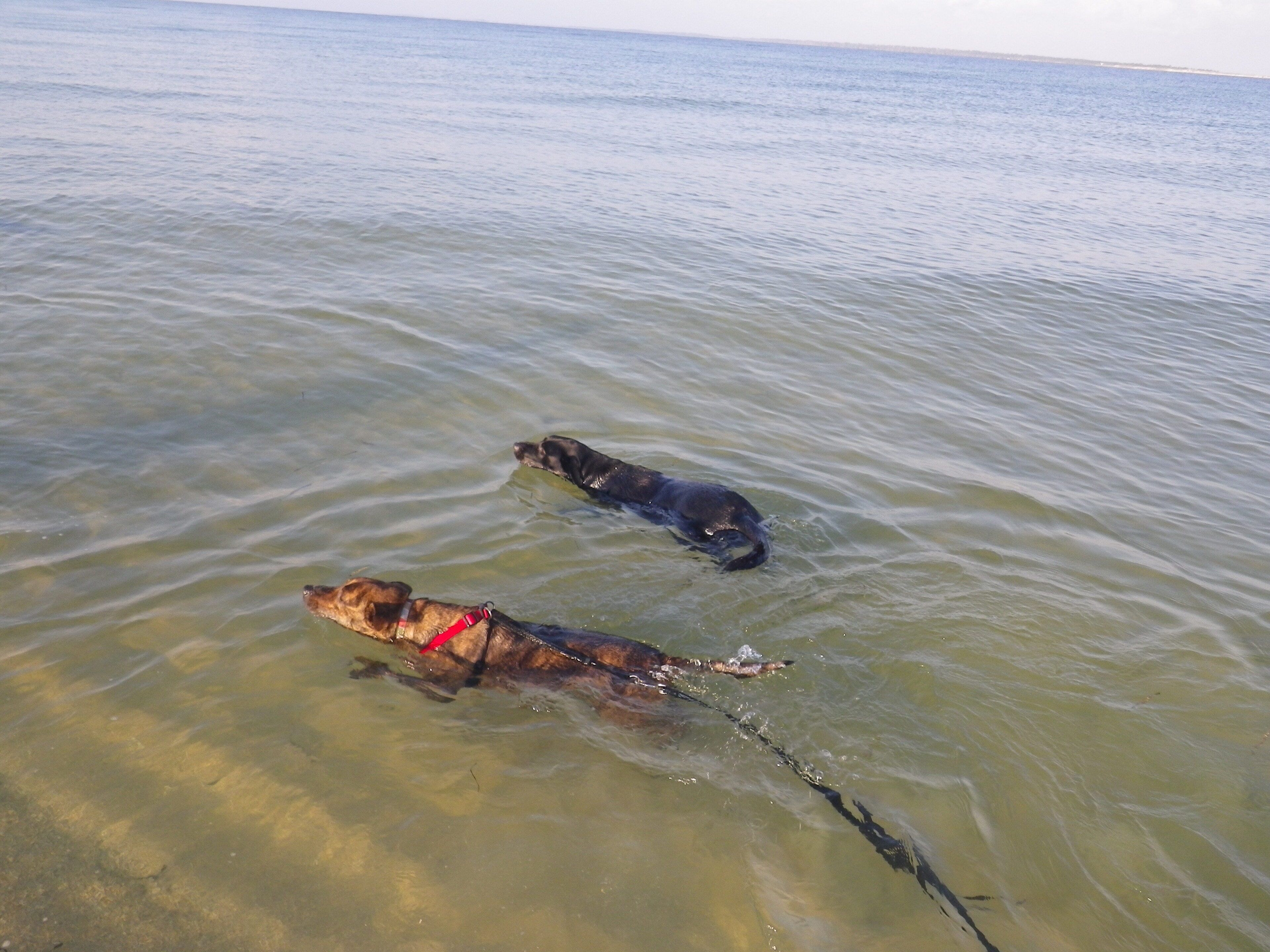 Twee honden zwemmen in helder, ondiep water.