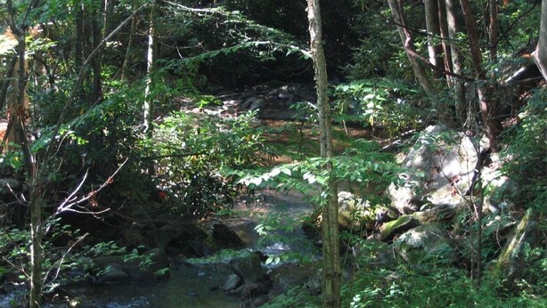 Un ruisseau de forêt naturelle, avec des rochers et un feuillage dense.