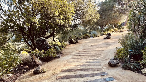 A dirt path with wooden planks leading through a garden with various plants and trees. - Mid-Century Mountain Home with Breathtaking Views (Mill Valley)
