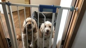 Two dogs behind a white gate with a blue handle. - CHA CHA - Pet Friendly-Netflix WiFi  (Inverloch)