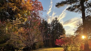 Escena de bosque con árboles y cielo despejado.