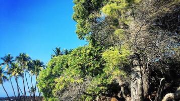 Ubicación cercana a la playa, tumbonas y toallas de playa