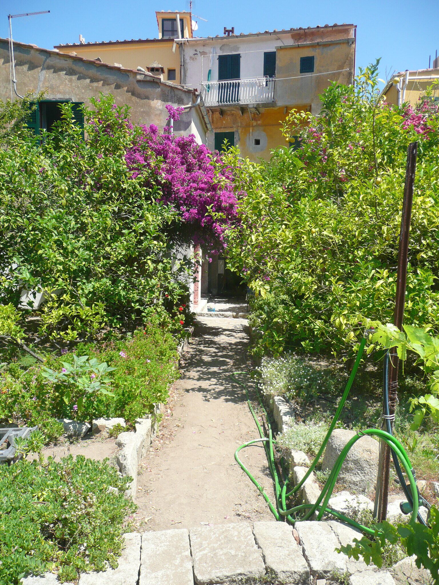 The garden alley toward the house and patio.