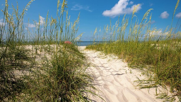 Un sentier de sable bordé d’herbes hautes qui mène à la mer, sous un ciel bleu dégagé.