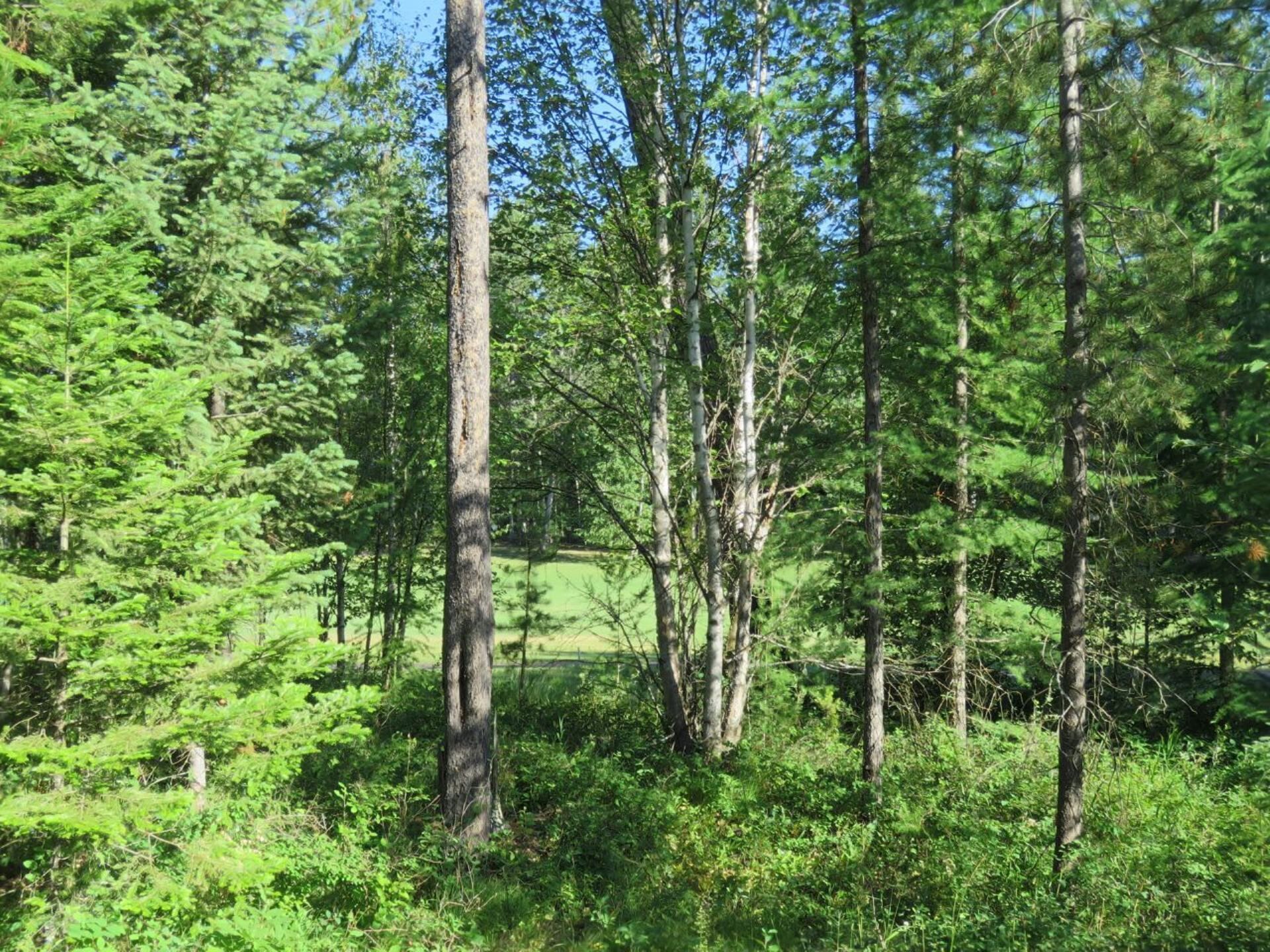 Een dicht bos met hoge bomen en struikgewas.