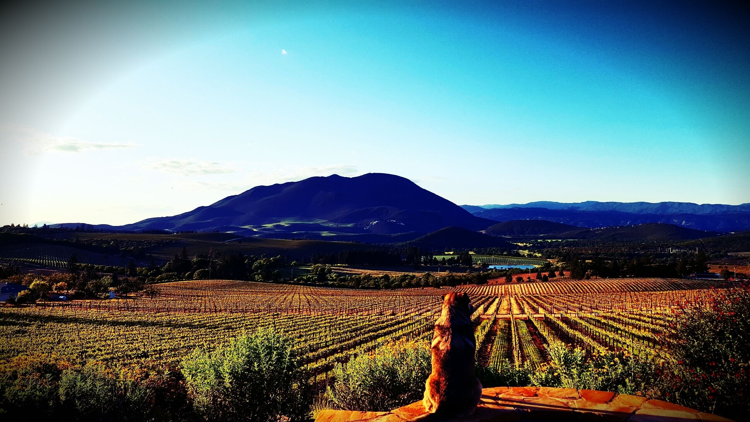 Vineyard View Sunset Suite 