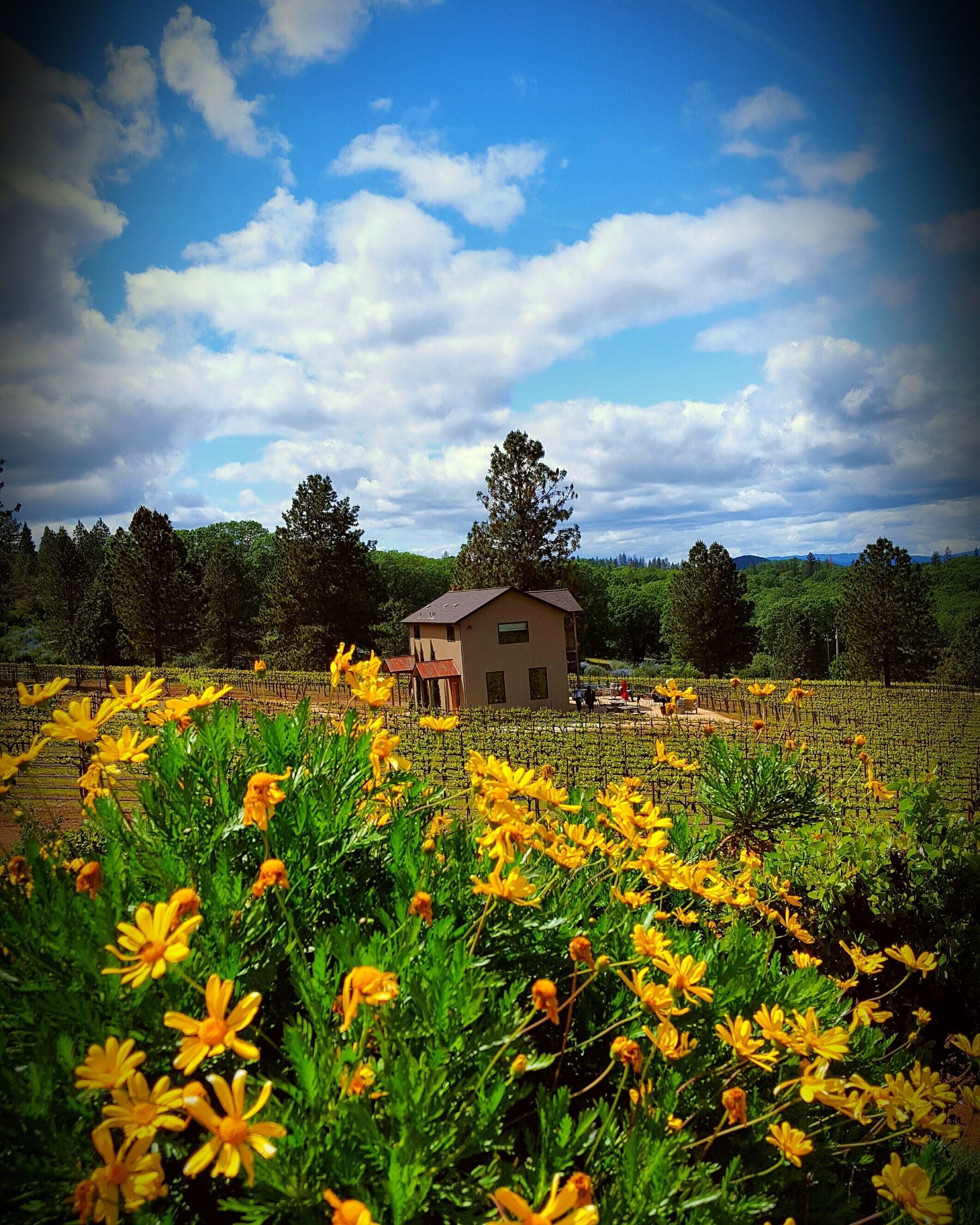 Vineyard View Sunset Suite 