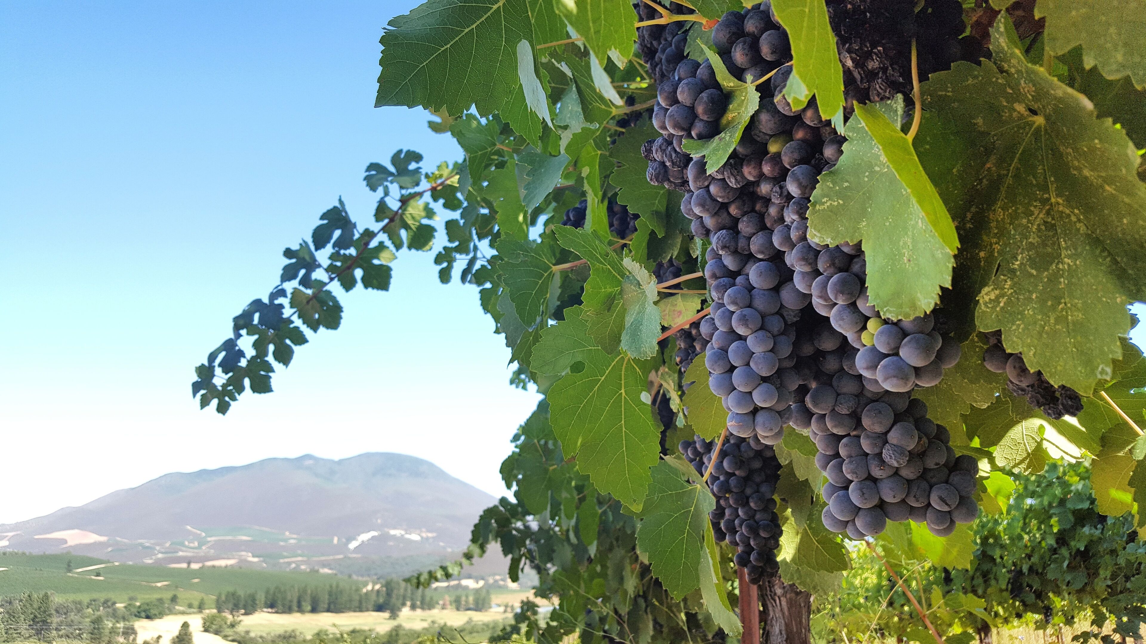 Vineyard View Sunset Suite 