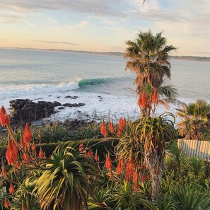 A coastal landscape with a rocky shoreline, a palm tree, and various cacti and succulents. - Whale Bay Surf Bach + Spa - Absolute Waterfront (Whale Bay)