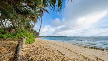 Plage à proximité, chaises longues, parasols, serviettes de plage