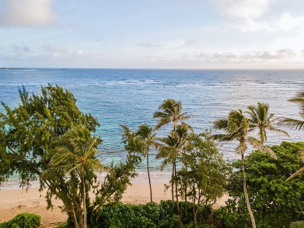 A beach with palm trees and a view of the ocean.