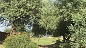 A pathway leading to a golf course with trees and shrubs on either side. - Desert Escape Vacation Rental (Chandler)