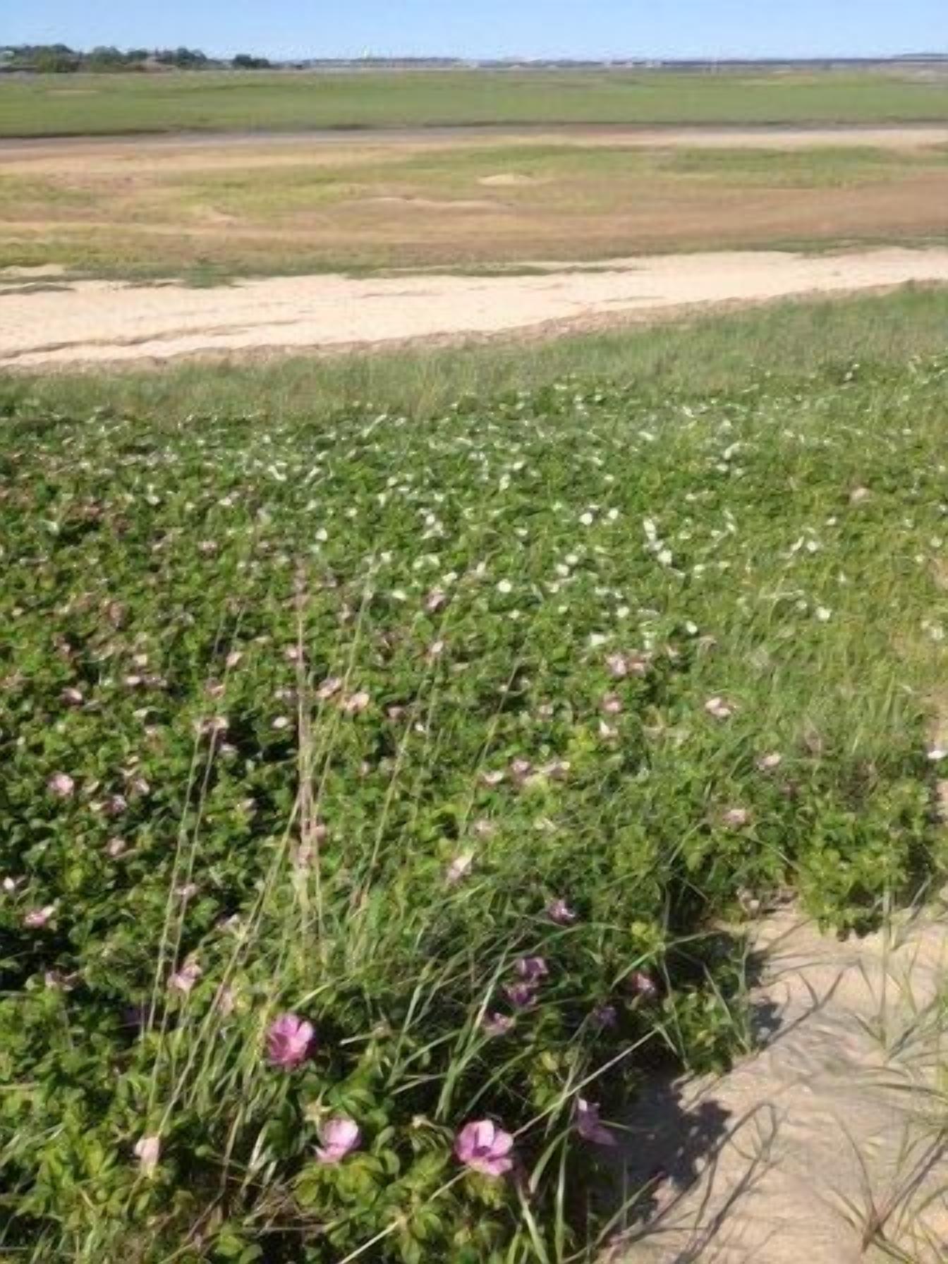 Un campo con vegetación verde y flores rosas.