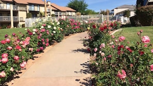 A pathway lined with pink and white roses leading to a building with balconies and a palm tree. - Peaceful Sports Village Condo | King Bed, Balcony & Pools (St. George)