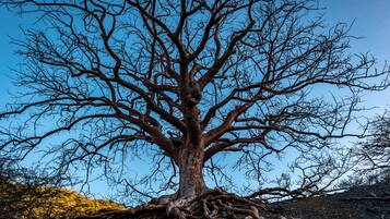 Un gran árbol sin hojas con un sistema de raíces complejo sobre un cielo azul despejado.