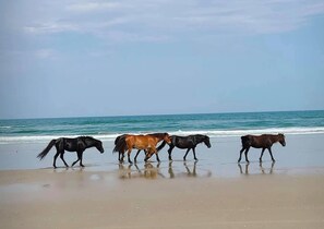 On the beach, sun loungers