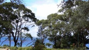 Un paysage côtier avec des arbres et une vue sur la mer.