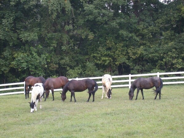 A group of horses grazing in a fenced field with a white fence and trees in the background. - Autumn in the country. Warm days -cool evenings. Serene and so nice. (New Providence)