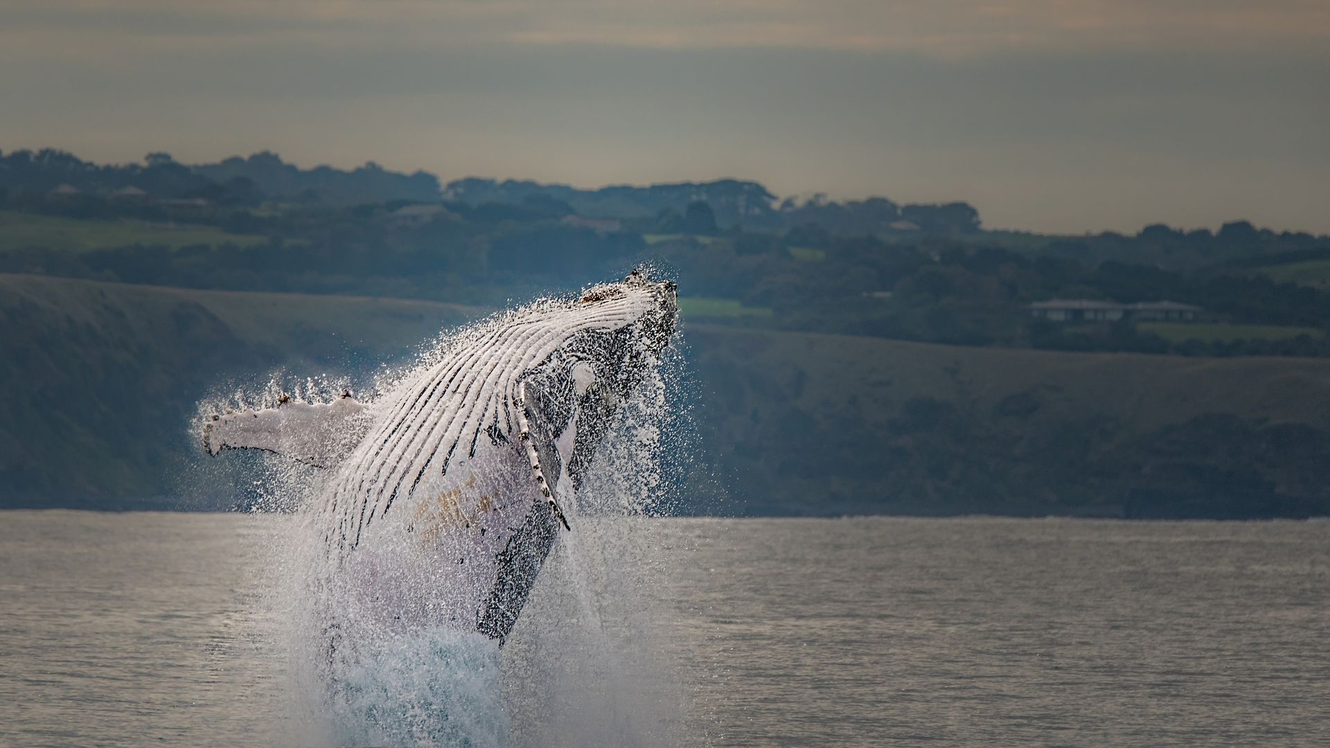 A whale breaching the water, creating a large splash.