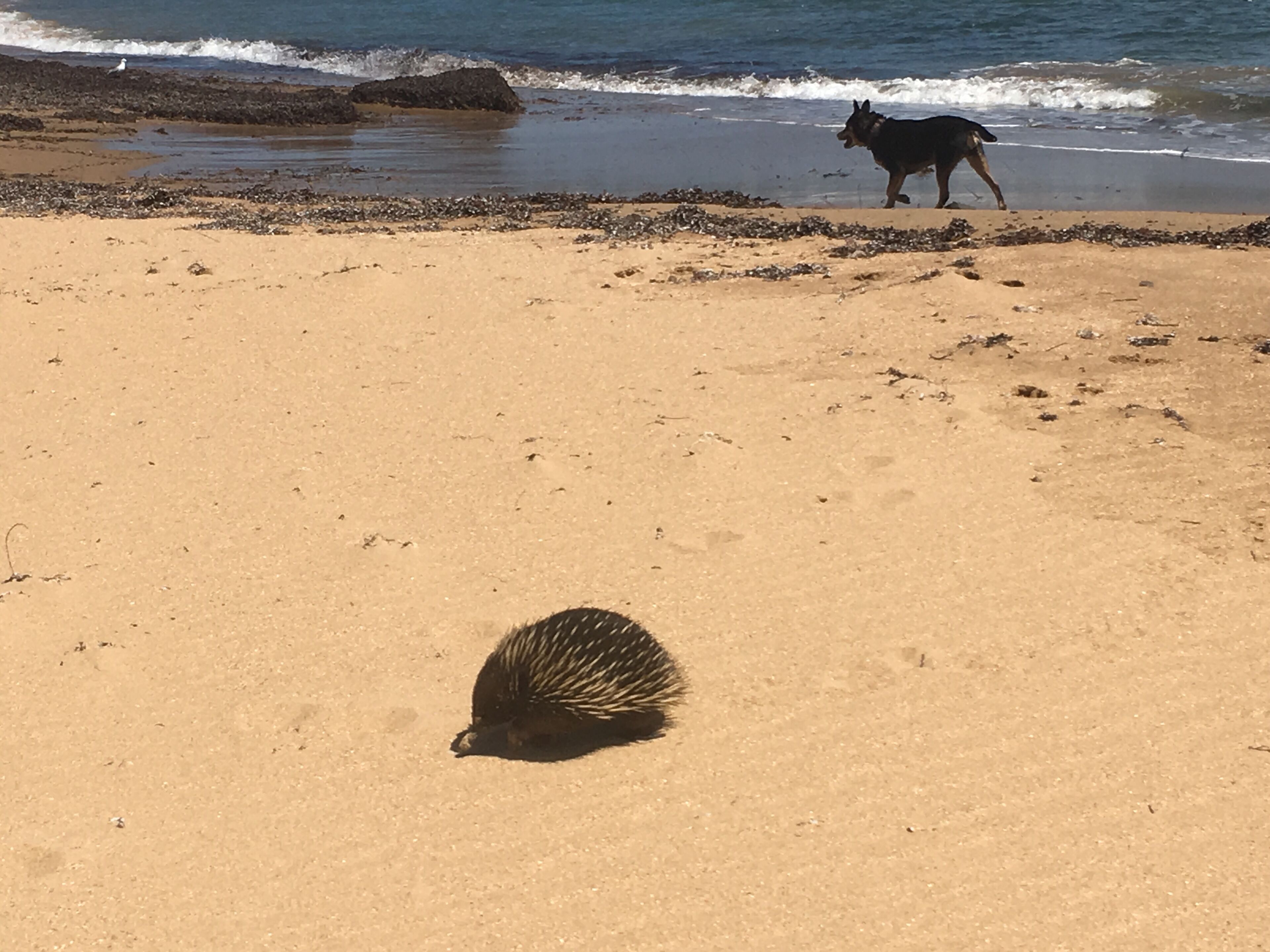 En strand med en hund og en taggen på sandet.