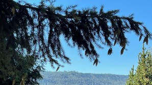 A garden with a variety of plants and a wooden fence. - Expansive Secluded Retreat w/ Hot tub, Mtn Views, 2mi to town, trails, birding (Leavenworth)
