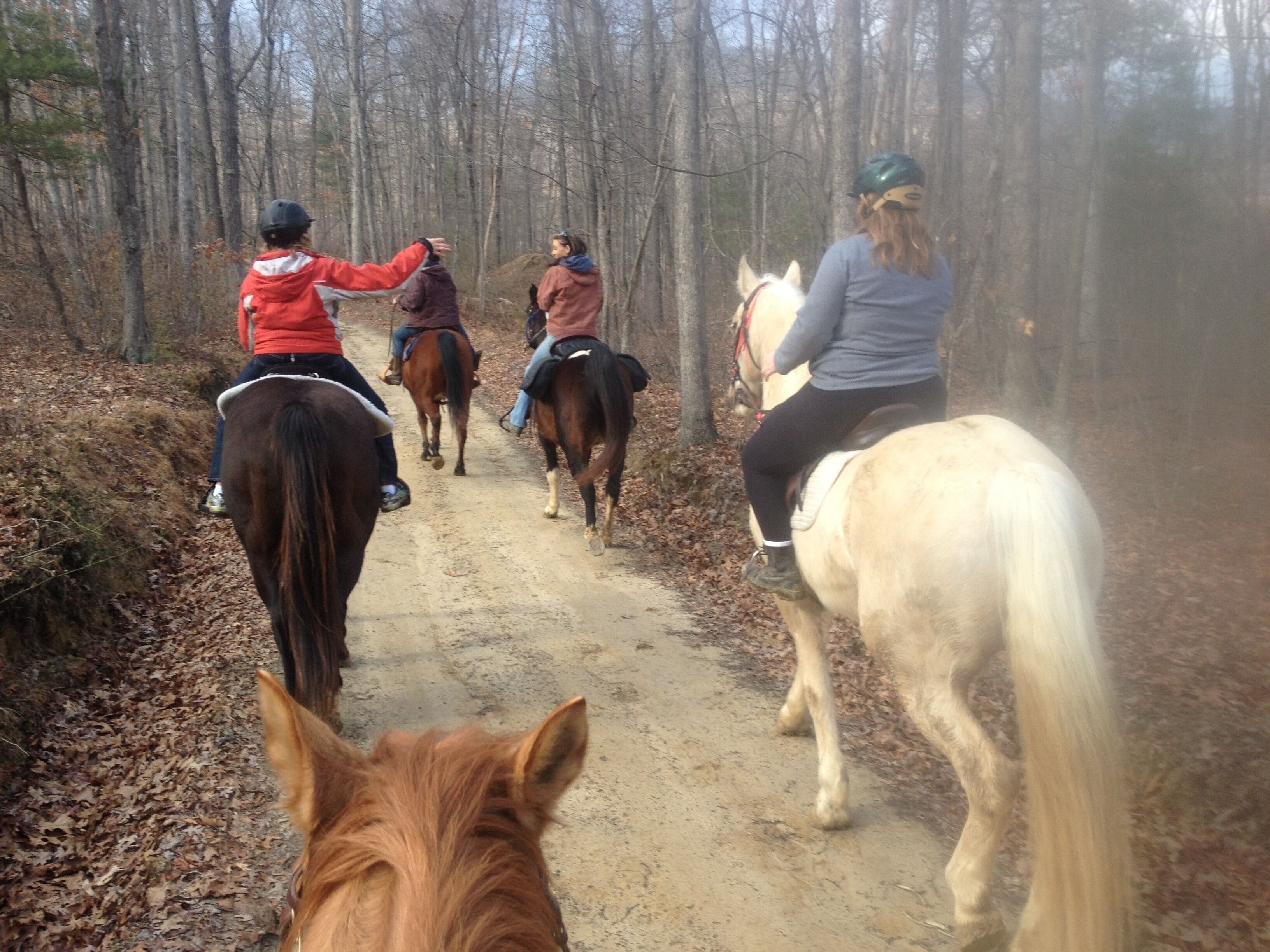 A dirt path in a wooded area with four people riding horses.