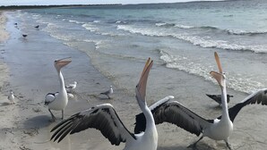 Une plage où plusieurs pélicans se tiennent dans des eaux peu profondes.
