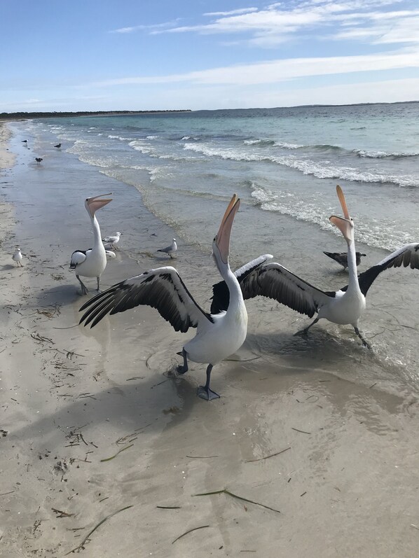 Am Strand, Liegestühle