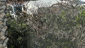 A coastal residential area with parked cars, palm trees, and a view of the ocean. - Newly refreshed  Beach Apartment..Steps to the sand! (San Diego)