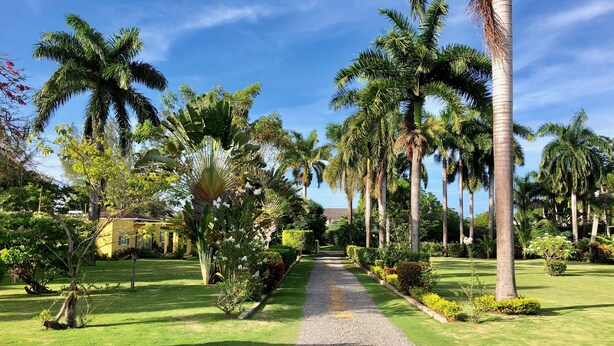 Un camino bordeado de palmeras y un edificio amarillo al fondo.