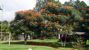 A garden with a large tree bearing bright orange flowers, a grassy lawn, and a few small trees. - Mogi das Cruzes Farm - SP. - 90% Atlantic Forest - Cozy!!! (15 people) (Mogi das Cruzes)