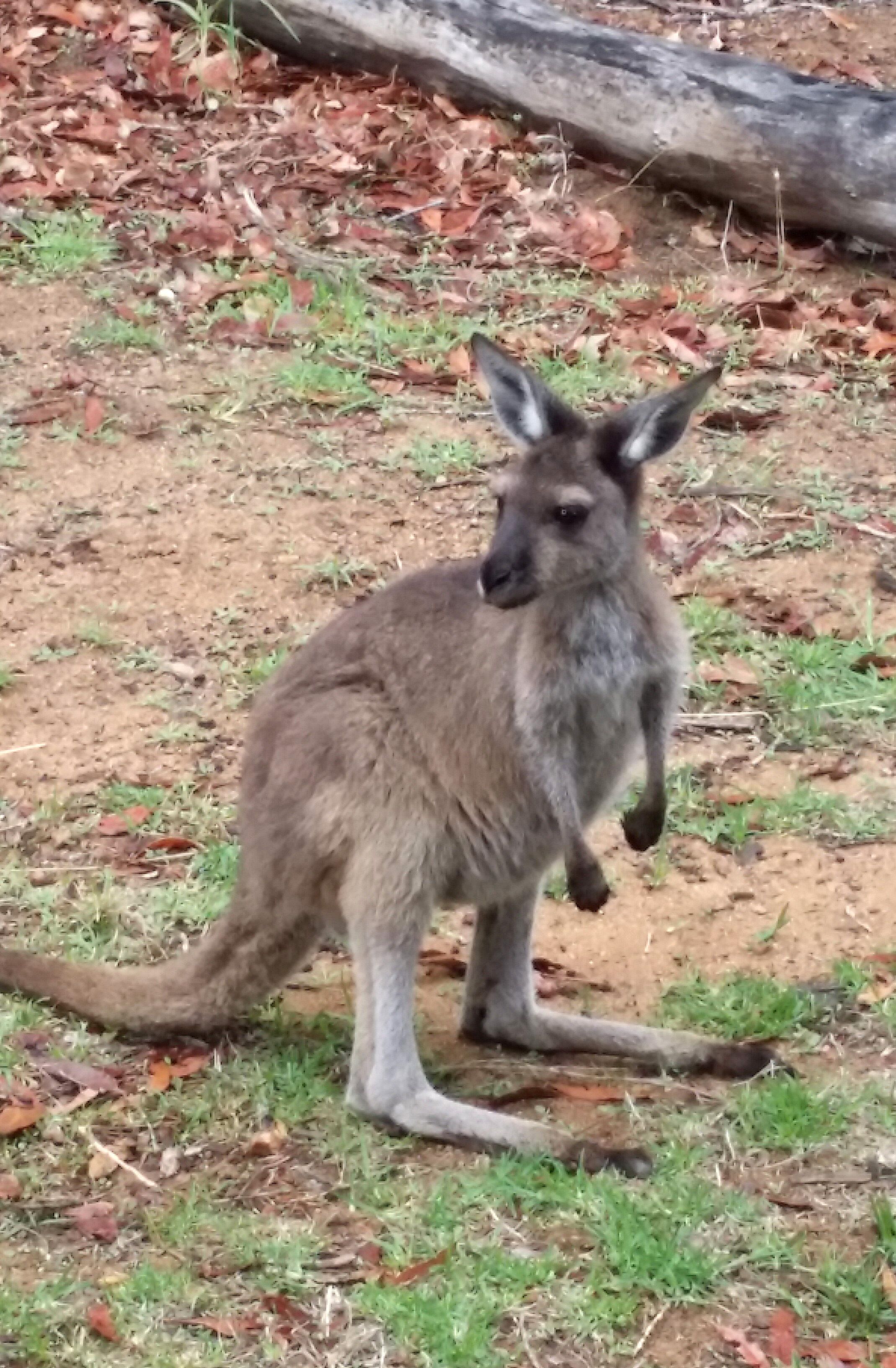 Wilderness By The Sea- Private bush retreat & SPA — image 26